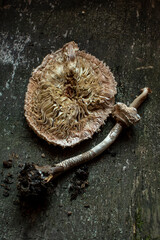 Champignon Lépiote coupé ( Macrolepiota procera) sur un fond marron