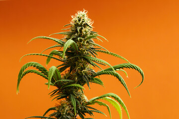 Marijuana plants long banner. Beautiful tropical cannabis background. New look on agricultural strain of hemp. Vibrant exotic cannabis with leaves and buds on orange colors
