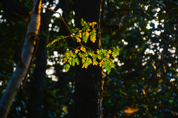 sun shining through trees
