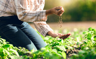 Agriculture, soil and farmer hands with environment, ecology and green, outdoor plant and farming....