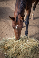 Vertical portrait, selective focus, close-up, of brown horse head with black mane, eating hay in his outdoor stable, a summer afternoon,. Tenerife, Canary Islands, Spain.