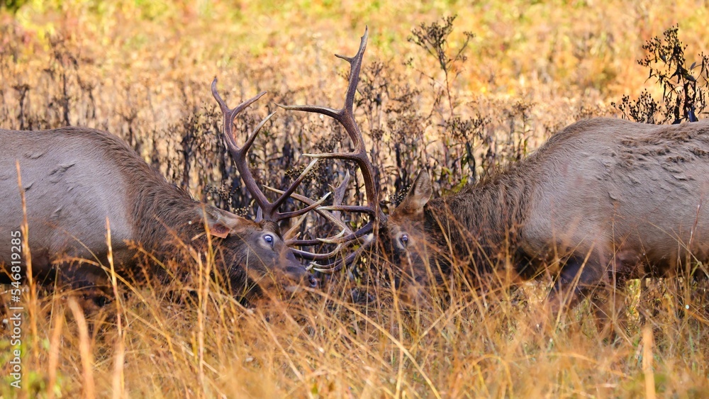 Wall mural Two Wapiti (Cervus elaphus subspp) red deer fighting in a meadow on a sunny autumn day