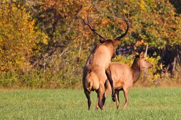 Two Wapiti (Cervus elaphus subspp) red deer mating in a meadow on a sunny autumn day
