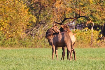 Two Wapiti (Cervus elaphus subspp) red deer standing in a meadow on a sunny autumn day
