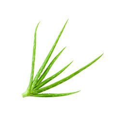  Aloe Vera isolated on transparent png