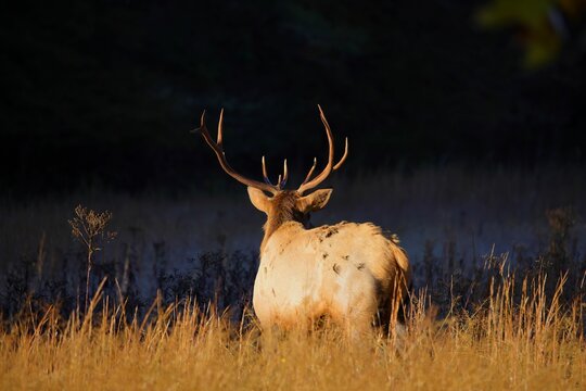 Closeup Shot Of A Wapiti In Nature