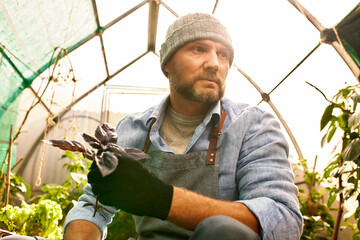 farmer hands holding violet and green basil plant leaves, organic agriculture background, ecology concept