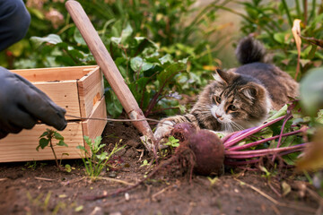Homeless cat among the bushes of tomatoes at sunny day.