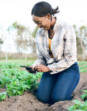 Farm, phone and photo with a woman farmer taking a picture of her plants for online social media. Agriculture, agro and ecology with a female gardener taking photos on her cellphone of harvest