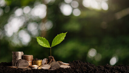 Money growing concept,Business success concept,Trees growing on pile of coins money ..