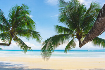 Fototapeta premium Coconut palm trees against blue sky and beautiful beach in Koh kood, Thailand. Vacation holidays background wallpaper. View of nice tropical beach.