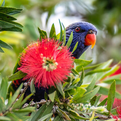 Rainbow Lorikeet in the bottlebrush tree