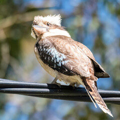 Laughing Kookaburra on electrical wire