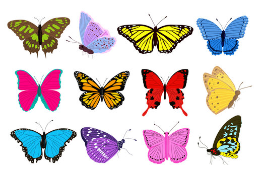 Big collection of colorful butterflies different shapes and colors. Exotic tropical insects.