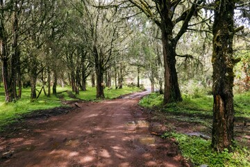 Fototapeta premium A dirt road amidst trees and mountains at Chogoria Route, Mount Kenya National Park, Kenya