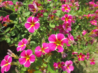 春の花壇に美しく咲き誇る、ピンクが鮮やかなペチュニアの花