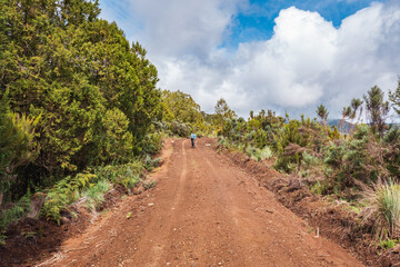 Fototapeta na wymiar Rear view of a hiker on a dirt road amidst trees in the mountains at Chogoria Route, Mount Kenya National Park, Kenya