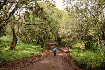Fototapeta premium Rear view of a hiker on a dirt road amidst trees in the mountains at Chogoria Route, Mount Kenya National Park, Kenya