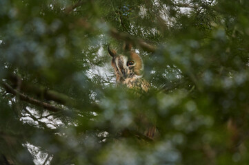 Long-eared owl. Asio otus hiding in a pine tree
