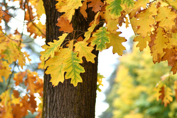 November, the leaves of the oak trees turn yellow.