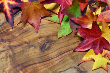 Naklejka na ściany i meble Colored autumn leaves of maple tree on olive wood background