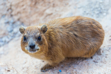 Portrait closeup of a cute furry rock hyrax (Procavia capensis)