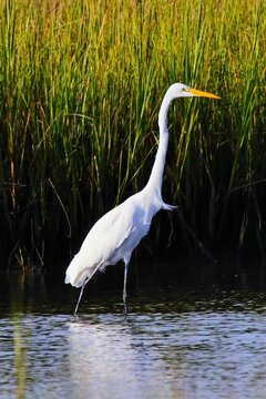 Vertical shot of a great egrat at the lake