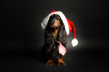 dackel mit weihnachtsmannm&uuml;tze