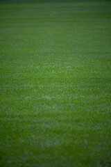 Green grass soccer field