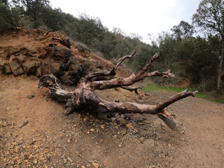 vecchio albero caduto 