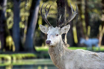 White deer and its antlers close-up in the forest