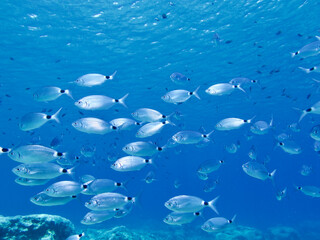 School of saddled sea bream 