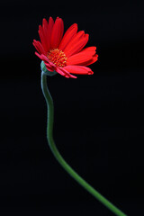 赤いガーベラの花 一輪 花房