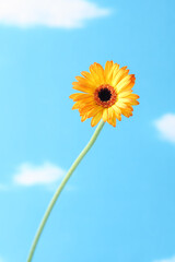 黄色いガーベラの花 一輪 花房