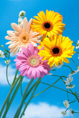 青空とガーベラの花 カラフルな花束 花房