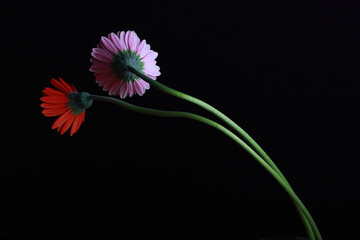 ガーベラの花 長い茎 花房