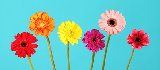 ガーベラの花 カラフルな花束 花房