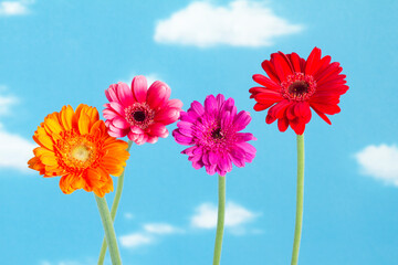 青空とガーベラの花 カラフルな花束 花房