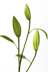 ゆりのつぼみ 白背景 植物の蕾