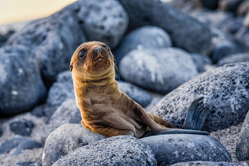 Baby sea lion - Galapagos - obrazy, fototapety, plakaty
