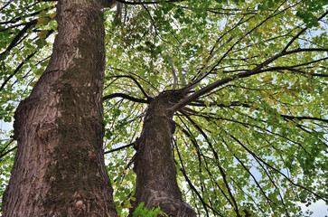 Dos arboles de hojas verdes vistos de abajo hacia arriba
