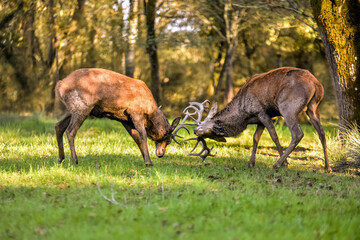 Beautiful view of a fight between two male deer in the autumnal forest