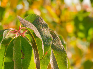 Słoneczny poranek. Zielone liście po przejściu deszczu pokryte licznymi kroplami wody, oświetlane promieniami słońca. - obrazy, fototapety, plakaty