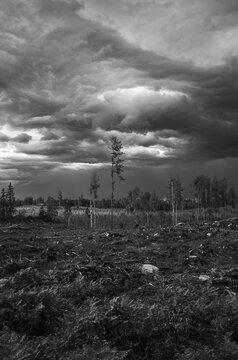 Clouds above forest and field