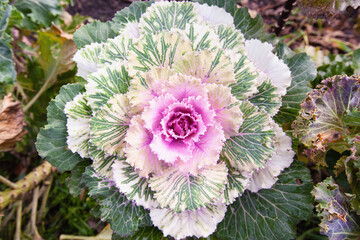 decorative leafy cabbage. bright pink inflorescence close-up photo