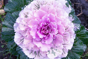 decorative leafy cabbage. bright pink inflorescence close-up photo