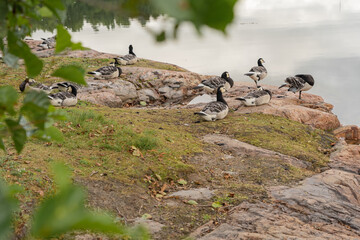 Group of Barnacle goose (Branta leucopsis) on a rocky shore near the water. Animals in their natural habitat. A tree branch in the foreground is out of focus.