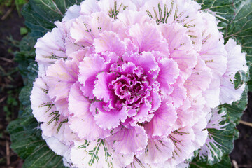 Obraz premium decorative leafy cabbage. bright pink inflorescence close-up photo