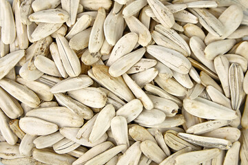 White sunflower seeds texture background. Salted sunflower seeds, top view
