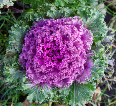 decorative leafy cabbage. bright pink and purple inflorescence close-up photo